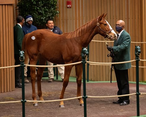 Hip 317 filly by Justify out of San Saria at Sequel New York, agent<br>
People, horses, and scenes at Keeneland January Horses of All Ages sale on Jan. 11, 2022. 