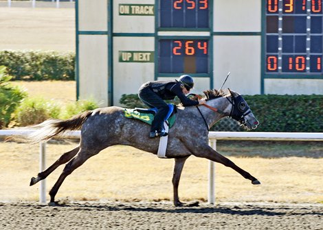 Hip 253, 2022 OBS Winter Mixed Sale
