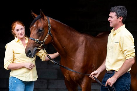 2022 Gold Coast Yearling Sale, Lot 261