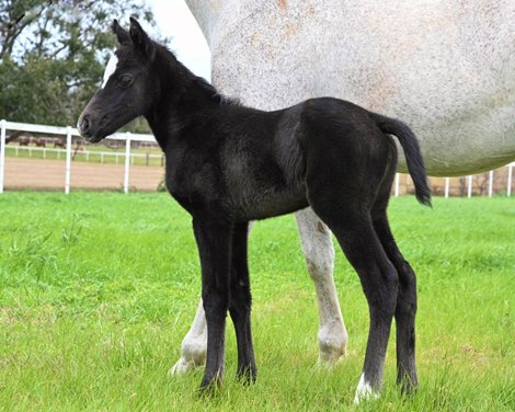 2022 filly; Imperial Hint - Brushfirefairytale<br><br />
bred by Tommy Hewett’s Coulee Croche Thoroughbreds and Tracie Crochet