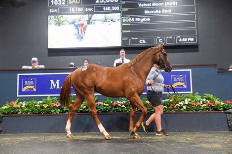 Lot 1032, 2022 Gold Coast Yearling Sale