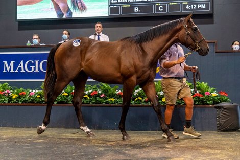 2022 Gold Coast Yearling Sale, Lot 585