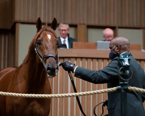 Hip 853H Belgrade at Four Star Sales