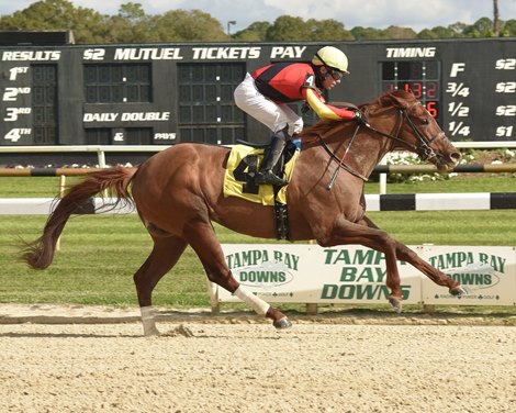 Golden Glider - AOC, Tampa Bay Downs, January 7, 2022