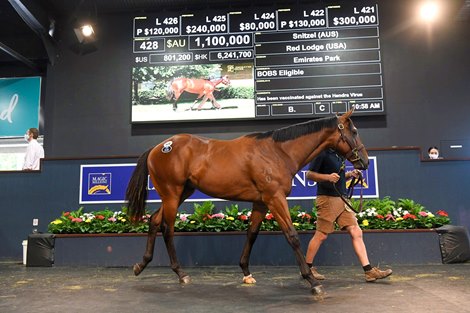 2022 Gold Coast Yearling Sale, Lot 428
