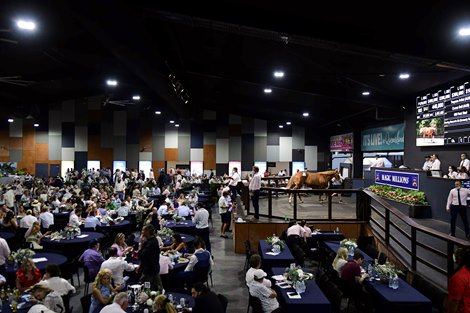 Scene, 2022 Gold Coast Yearling Sale