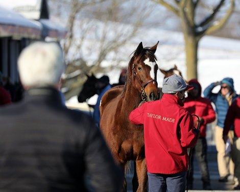 Scene, 2022 Bán ngựa mọi lứa tuổi tháng Giêng tại Keeneland