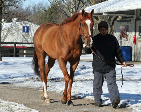 Hip 350, Lady Edith of Street Boss in Lady Grantham, by Yankee Gentleman, at Hermitage Farm Mixed Sale in Fasig-Tipton Kentucky, mixed sale February 6, 2022.