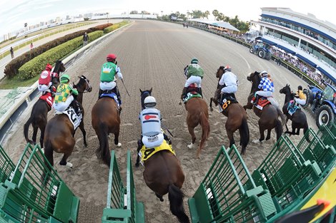 The start of the 2022 Holy Bull Stakes at Gulfstream Park, won by White Abarrio (#8)  