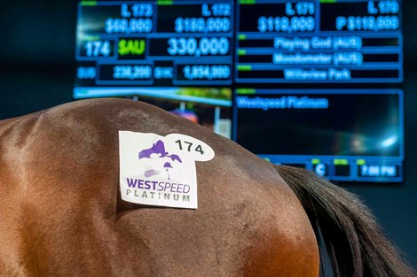 Lot 174, 2022 Magic Millions Perth Yearling Sale