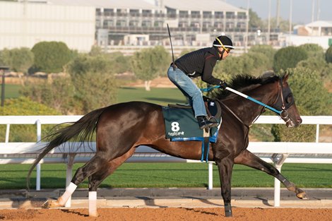 Tuesday Morning Trackwork 22nd Feb 2022 King Abdulaziz Racecourse, Riyadh, Saudi Arabia Horse: MIDNIGHT BOURBON<br>
Trainer: Steven Asmussen