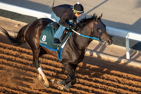 Morning Trackwork 22nd Feb 2022<br><br />
Horse: MIDNIGHT BOURBON<br><br />
Trainer: STEVEN ASMUSSEN