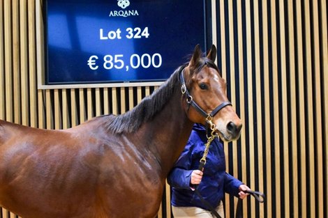 2022 Arqana February Mixed Sale, Lot 324