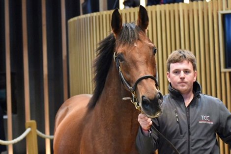 2022 Arqana February Mixed Sale, Lot 227