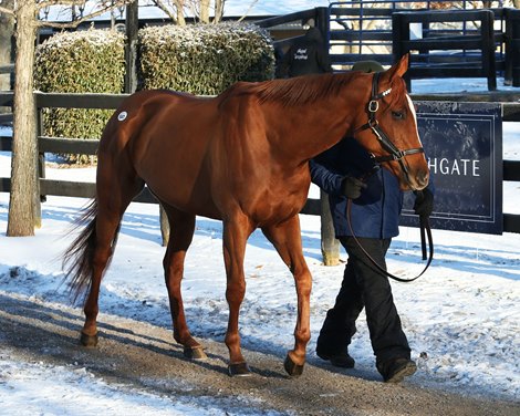 Hip 541, Brilliant Cut by Speightstown out of Polish a Diamond, by The Factor, at the Highbridge Sales Consignment at Fasig-Tipton Kentucky February mixed sale on Feb. 6, 2022.