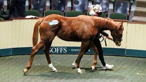 2022 Goffs February Sale, Lot 221<br><br />
