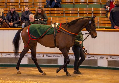 Lot 417 Sydney Street (GB) 2019 B.G.  BY Dark Angel (IRE) EX Minnaloushe (IRE)        The Castlebridge Consignment    Shawn Dugan, Agent    85,000   <br><br />
Tattersalls February Sale<br><br />
04/02/22