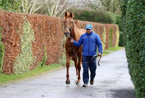 2022 Goffs February Sale, Lot 565 Belonging (GB) by Raven&#39;s Pass (USA) x Desired (GB)