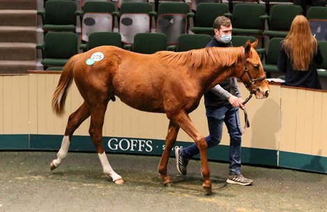 2022 Goffs February Sale, Lot 275