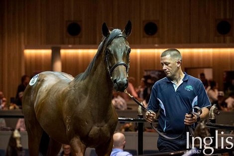 Lot 185; Snitzel/Reply Churlish (NZ) colt sold for $550,00 at the Inglis Premier Sale 2022
