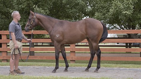 Lot 288, 2022 Inglis Classic Yearling Sale