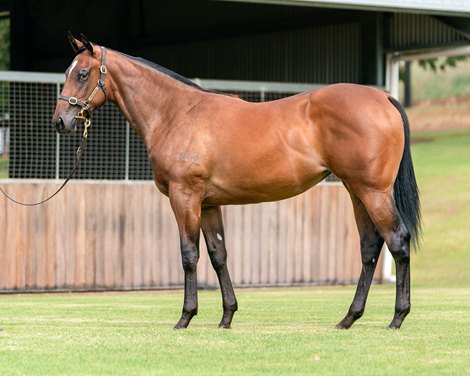 Lot 353; Snitzel/Amelia&#39;s Ia Bout sold for $475,000 at the Inglis Premier Yearling Sale 2-28-22<br><br />
