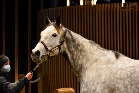 2022 Arqana February Mixed Sale, Lot 388