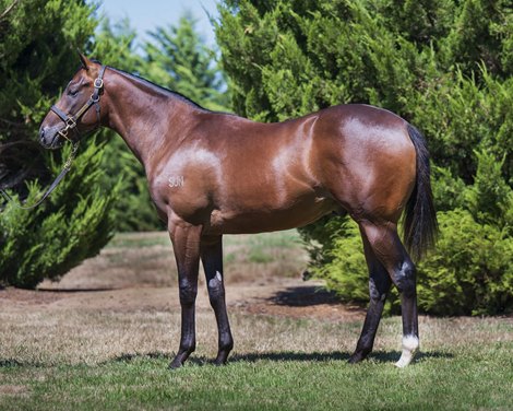  Lot 163; Snitzel/Prairie Star (NZ) colt sold for $520,000 at the Inglis Premier Sale 2022<br><br />
