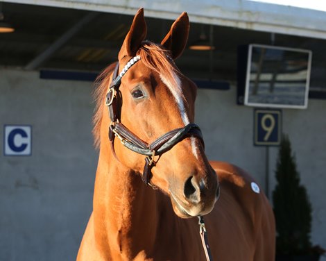 Hip 541, Brilliant Cut by Speightstown out of Polish a Diamond, by The Factor, at the Highbridge Sales Consignment at Fasig-Tipton Kentucky February mixed sale on Feb. 6, 2022.