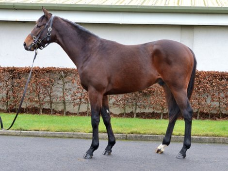 Lot 99, 2022 Goffs February Sale