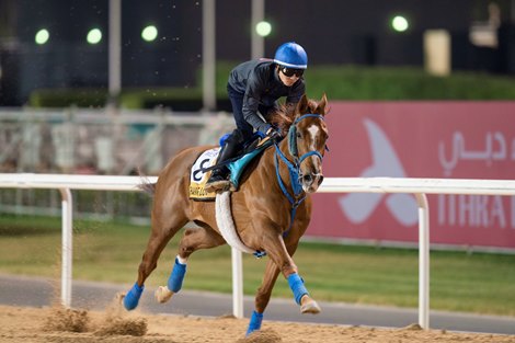 Golden Shaheen entrant Chain of Love, Trackwork, Meydan Race Course, Dubai, UAE, 3-23-22, Mathea Kelley