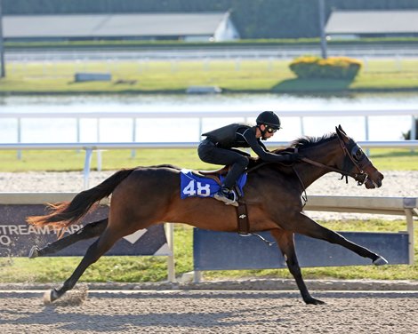 Hip 48 works April 1, 2022, Fasig-Tipton Gulfstream Sold by Tack Show 3-28-22