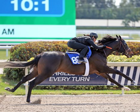 Hip 88 works 1/8 in 10,  2022 Fasig-Tipton Gulfstream Sale