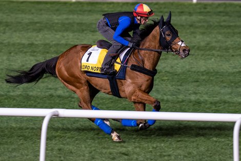 Dubai Turf entry Lord North , Trackwork, Meydan Race Course, Dubai, UAE, 3-24-22, Mathea Kelley