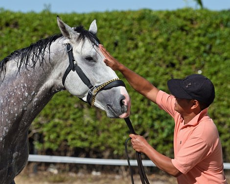 White Abarrio work, Gulfstream Park, March 29, 2022