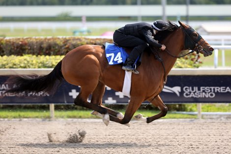 Hip 74 works 1/8 in 10.1, 2022 Fasig-Tipton Gulfstream Sale