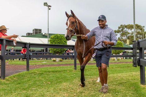 Lot 297, 2022 Magic Millions Adelaide Yearling Sale