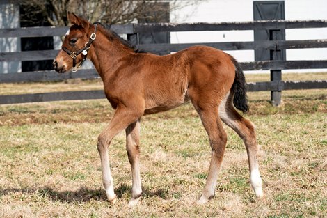 2022 filly; Echo Town - Eagle Sound 2022 filly; Echo Town - Eagle Sound