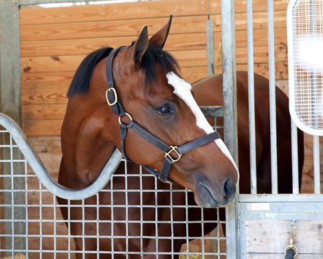 Hip 84 works 1/8 in 10, 2022 Fasig-Tipton Gulfstream Sale