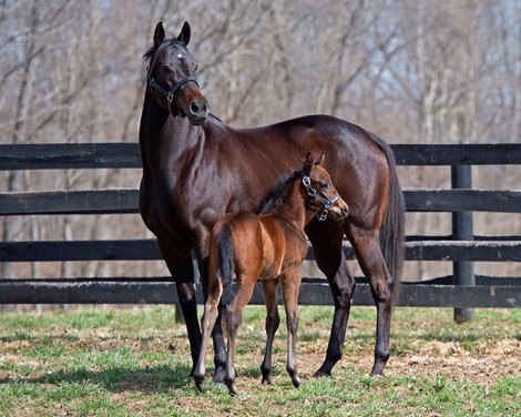 Midnight Bisou with her first foal, a Curlin colt born on Feb. 2. She will be bred back to Tapit.<br><br />
Broodmares Midnight Bisou and Guarana with their first foals at Hill ’n’ Dale Xalapa near Paris, Ky. on March 4, 2022.