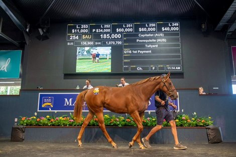 Magic Millions 2022 Gold Coast March Yearling Sale, Lot 254