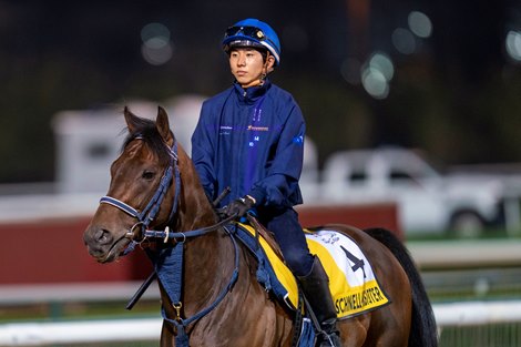 Schnell Meister, Dubai Turf entrant; Trackwork; Meydan Race Course; Dubai; UAE; 3-25-22; Mathea Kelley