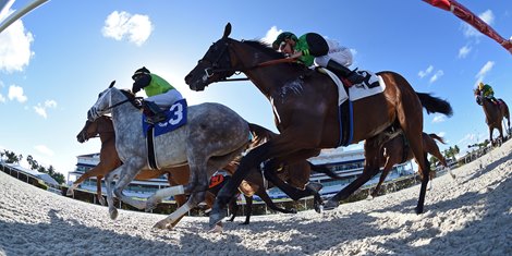 Racing on the synthetic at Gulfstream Park, Race 7, March 4, 2022<br><br />
Race won by Tyson (#3)
