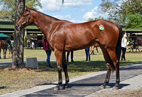 Hip 125, 2022 OBS March Sale
