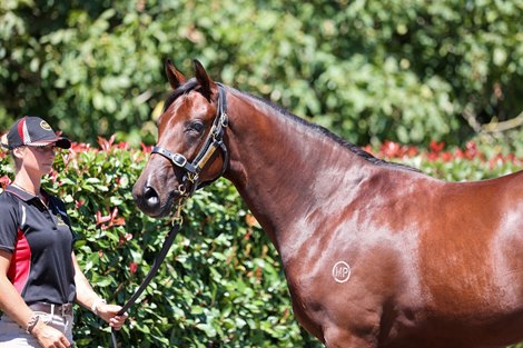2022 New Zealand Bloodstock Karaka Yearling Sale Book 2, Lot 968
