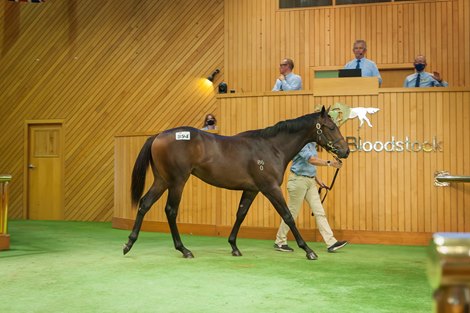 2022 New Zealand Bloodstock Karaka Yearling Sale Book 2, Lot 894<br><br />
Proisir x Knockout, purchased for $150,000 by Tartan Meadow Bloodstock