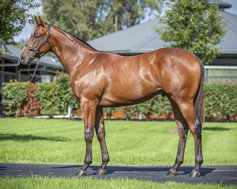 2022 Inglis Easter Yearling Sale, Lot 374