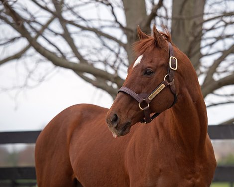 Speightstown in his round pen/paddock<br>
WinStar stallions at WinStar near Versailles, Ky. on March 29, 2022.