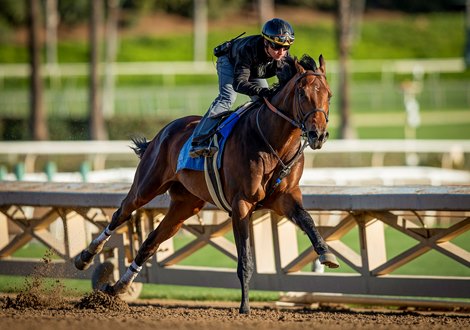 APRIL 23, 2022:  Messier with Drayden Van Dyke aboard, works out in preparation for the Kentucky Derby at Santa Anita Park in Arcadia, California on April 23, 2022.