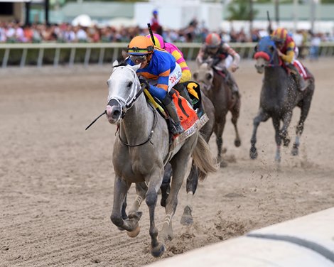 White Abarrio wins the 2022 Florida Derby at Gulfstream Park